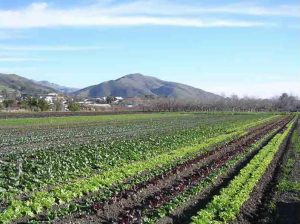 CalPoly organic farm